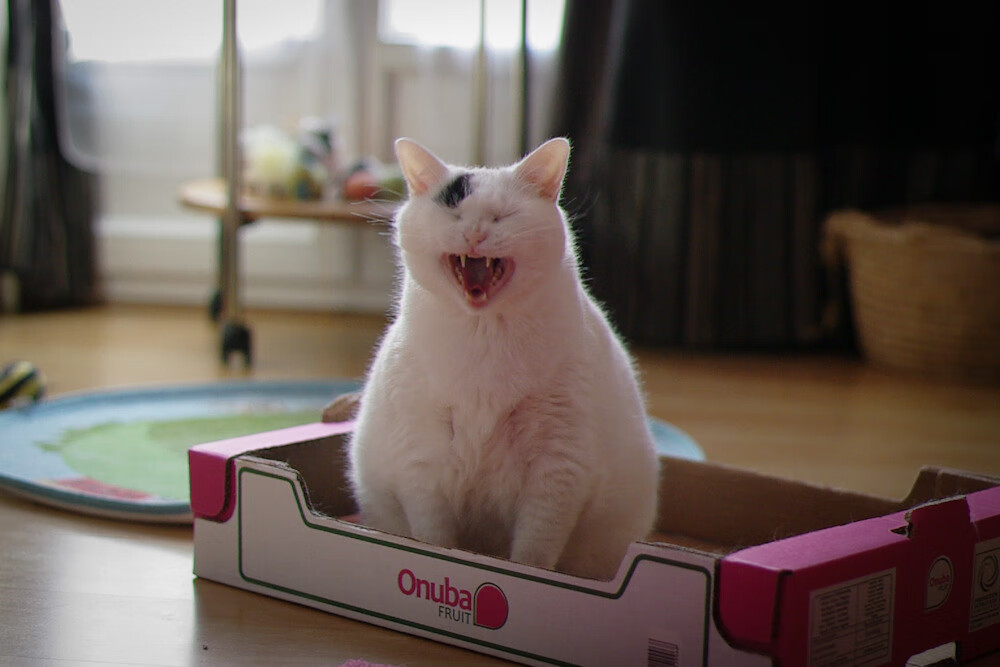 斯特拉斯堡快攻犀利撕破对手防线，1518斯特拉斯堡