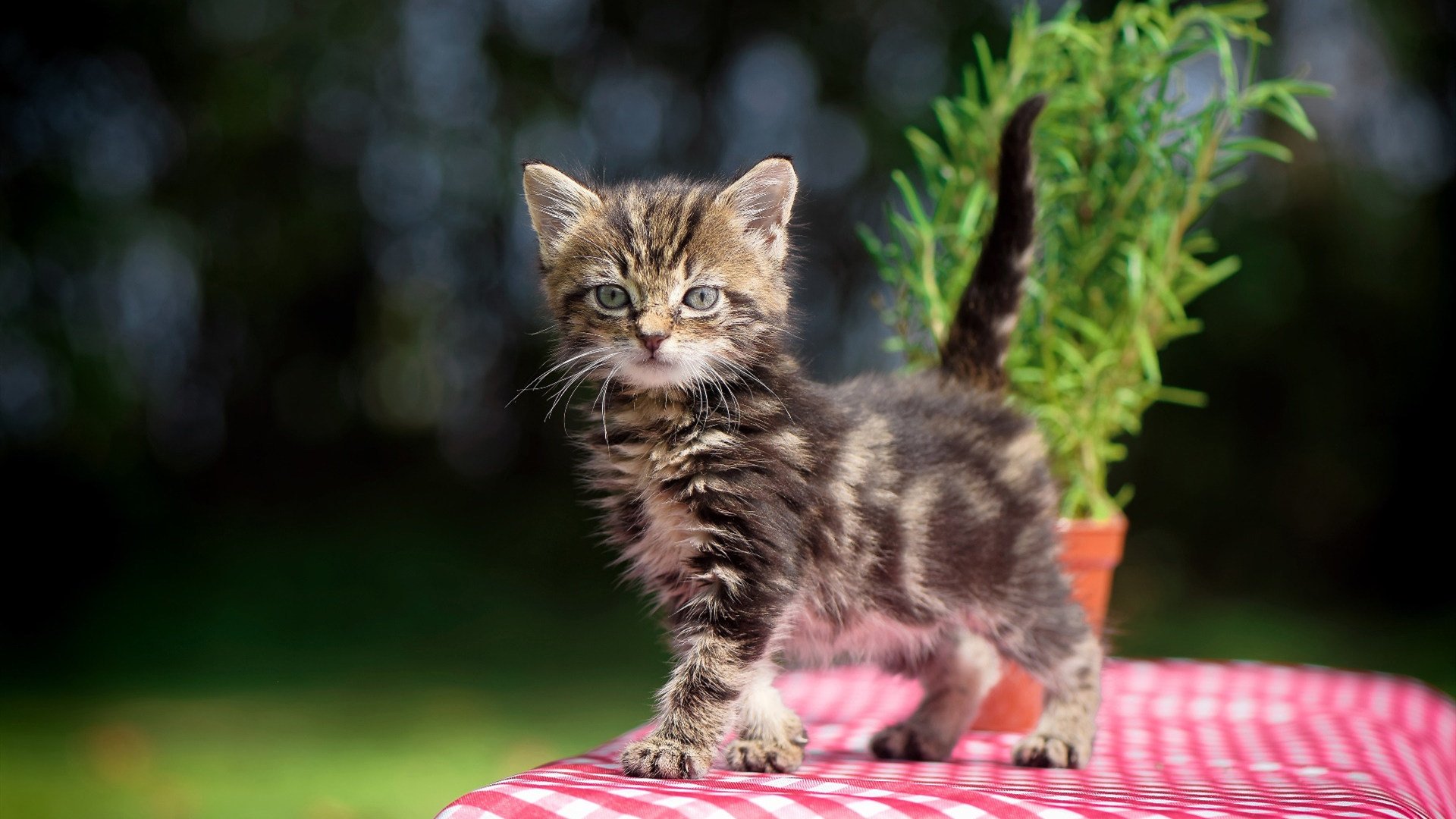 开云体育-俱乐部加强青训体系建设，足球青训俱乐部管理制度